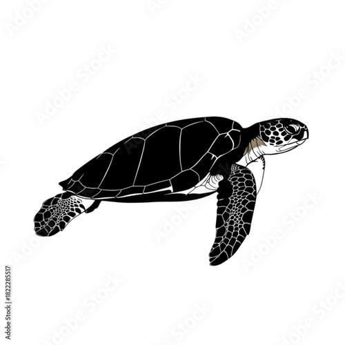 Sea turtle swimming gracefully with detailed shell and flippers in a monochrome black and white design