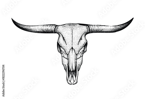 Detailed hand drawn bull skull illustration on white background for western designs