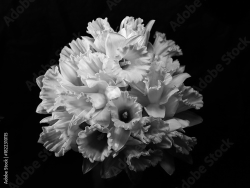 white narcissus flower