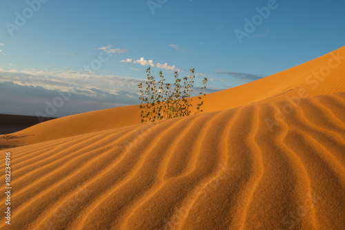 Fototapeta Naklejka Na Ścianę i Meble -  sand dunes in the desert