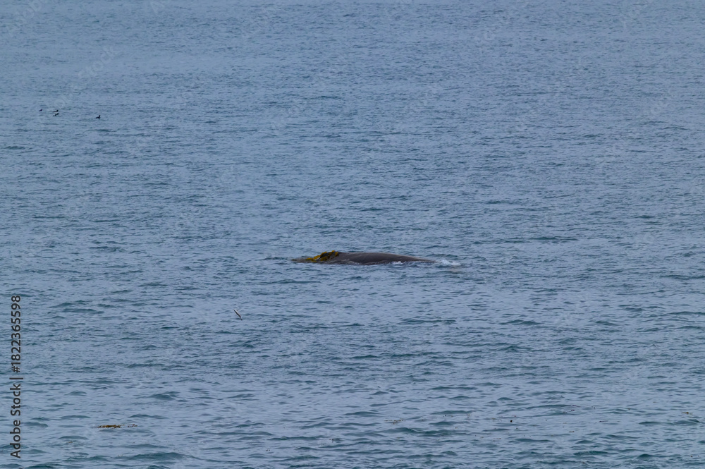 Obraz premium Humpback Whale Surfaces Near Ketchikan, Alaska.