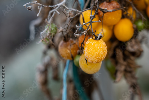 Canvastavla Close up of yellow cherry tomatoes hanging on a withered vine covered in fine wh