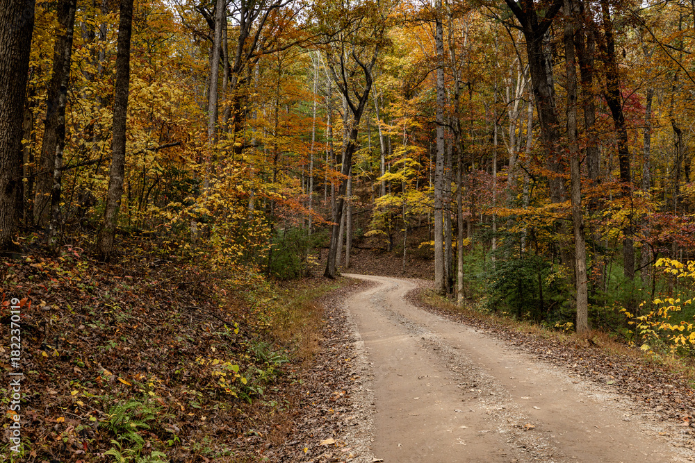 Obraz premium A horizontal view of an empty gravel road winding through a dense forest filled with colorful yellow and orange autumn foliage in Great Smoky Mountains National Park, Tennessee.