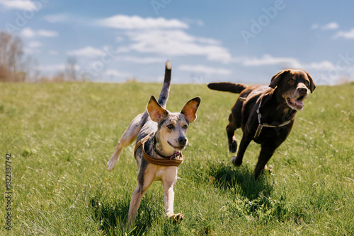 Two happy dogs are running across field against blue sky. spotted greyhound and Labrador retriever. pets enjoying themselves on walk. the dog jumps over green grass. walking, animal training.