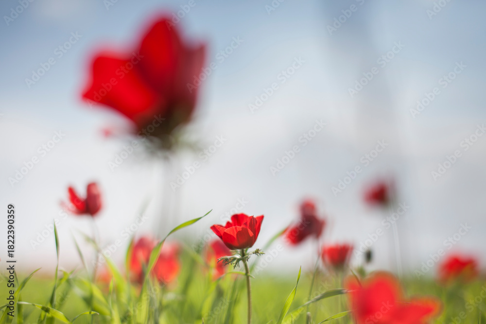 Obraz premium Red buttercups