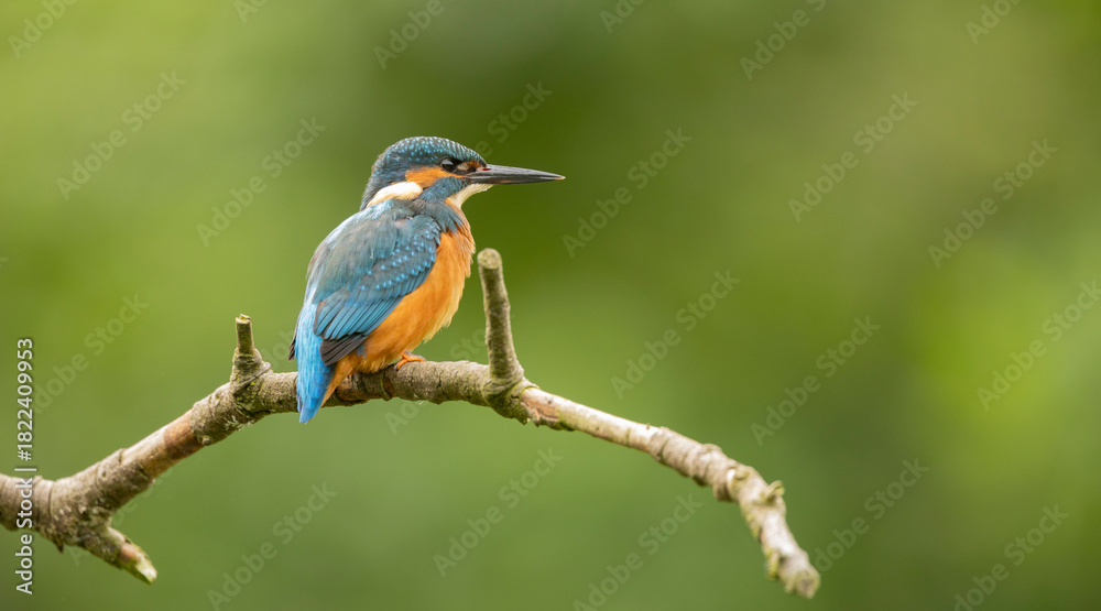 Fototapeta premium Kingfisher Alcedo atthis Perched on Branch in Bright Green Forest, Vibrant Blue and Orange Plumage During Soft Morning Light