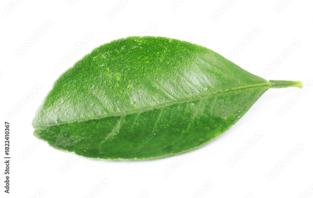 Obraz premium One fresh green leaf isolated on white