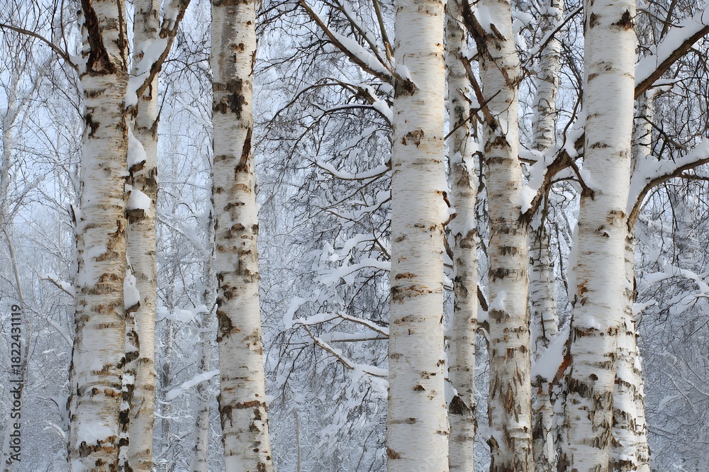 Fototapeta premium Birch Trees with White Bark Against Fresh Snow Backdrop for Winter Forest Landscape Photography