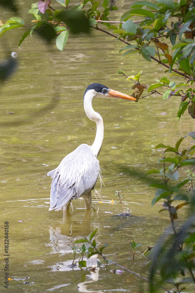 Obraz premium Cocoi Heron (Ardea cocoi) in close-up, hunting in shallow, murky water, with an elongated neck and orange beak. Framed by green vegetation.