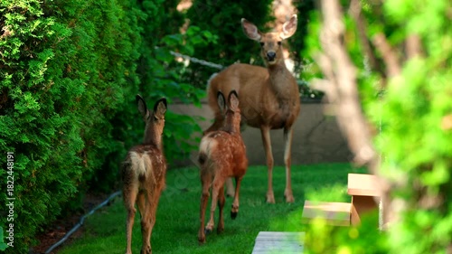 Two young baby deer back yard grass slow motion run to doe mother mom