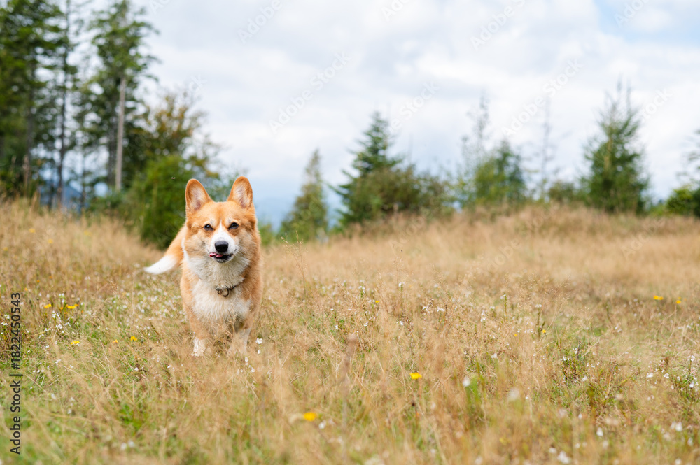 Fototapeta premium Corgi Dogs Walking in a Scenic Mountain Landscape