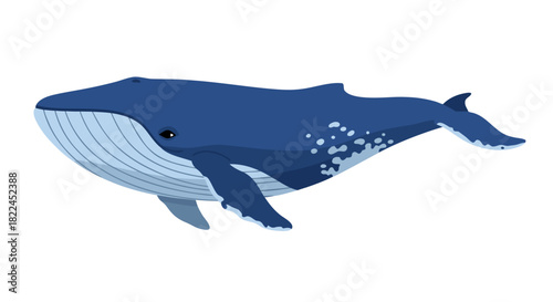Blue Whale Illustration - A Majestic Marine Mammal of the Ocean