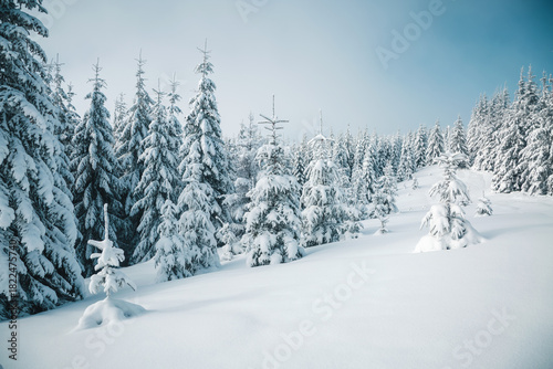 Incredibly magical snow-covered pine trees blanketed in thick white snow under a clear blue sky.