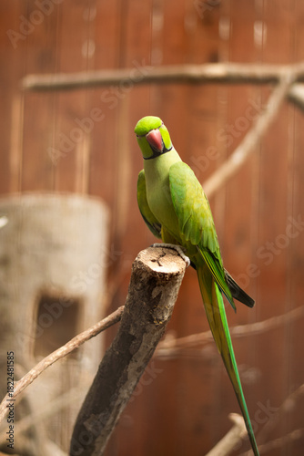 Green Indian Ringneck Parakeet Perched on Branch