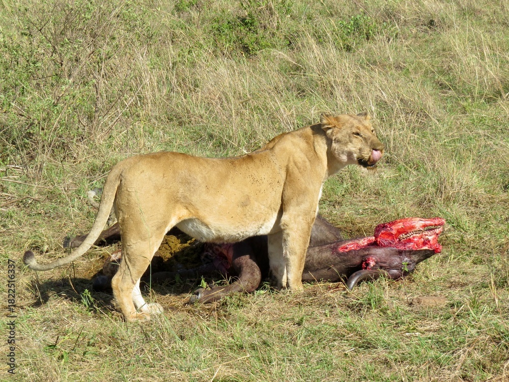 Obraz premium Lion eating prey