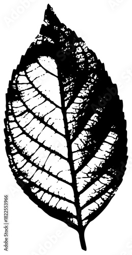 Leaf illustrates detail in botanical study