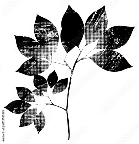 Leaf branch illustrates botanical study