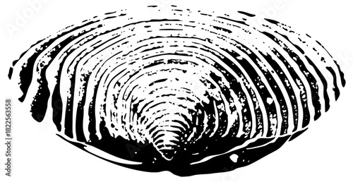 spiral in illustration