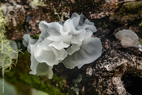 Foto Tremella fuciformis is a species of fungus; it produces white, frond-like, gelatinous basidiocarps (fruiting bodies)