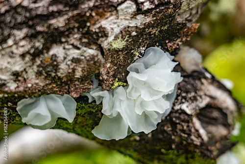 Принти на полотні Tremella fuciformis is a species of fungus; it produces white, frond-like, gelatinous basidiocarps (fruiting bodies)