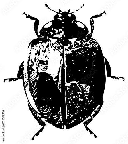 Beetle illustrates texture for entomology