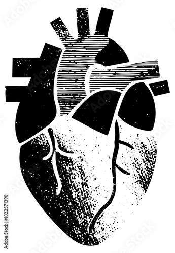 Anatomical Heart Illustrates Physiology in Medical Education