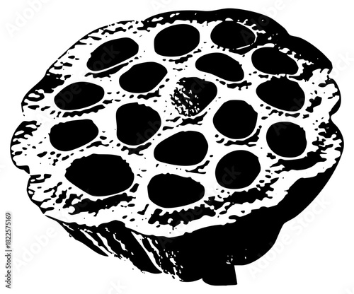 Lotus pod seeds in -section