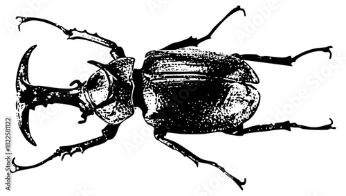 Beetle horns in detailed illustration