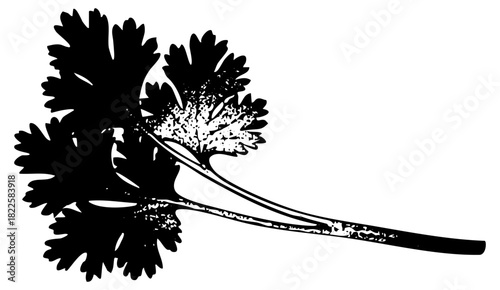 Parsley flourishes organically in botanical illustration