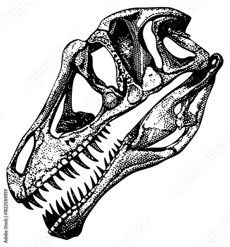 Dinosaur skull illustrates paleontology in scientific study