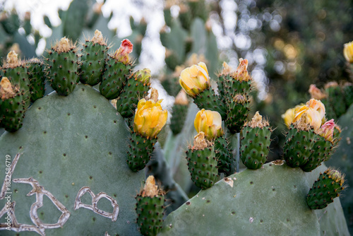Blooming Prickly Pear Cactus Flowers – Close-Up Yellow Blossoms