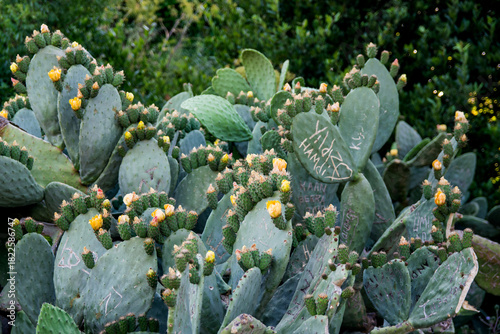 Blooming Prickly Pear Cactus Flowers – Close-Up Yellow Blossoms