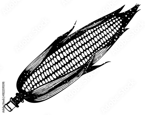 Corn Illustrates Harvest in Autumn