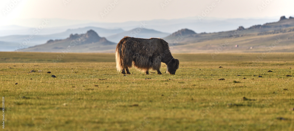 Fototapeta premium Yak on a meadow in stunning landscape