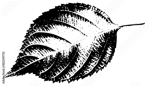 Leaf illustrates texture in botanical study