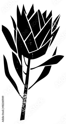 Protea flower illustrates botanical study in