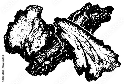 Mushroom illustration organic texture in a botanical study