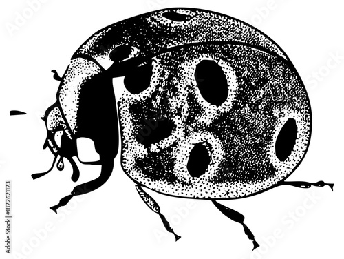 Ladybug crawls a speckled surface