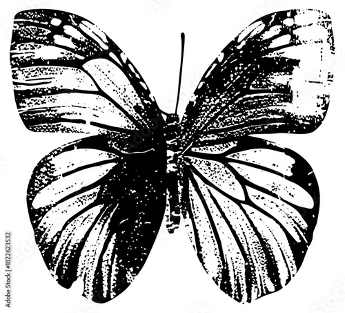 Butterfly symmetry in illustration