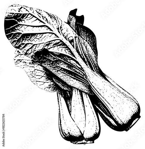 Bok Choy Illustrates Freshness in Culinary Design