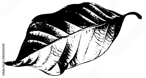 Leaf illustrates botanical detail in nature