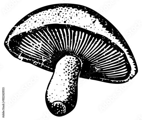 Mushroom illustrates botanical study