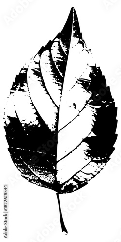 Leaf illustrates texture in botanical study