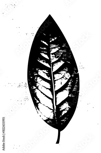 Leaf Illustrates Texture in Botanical Study