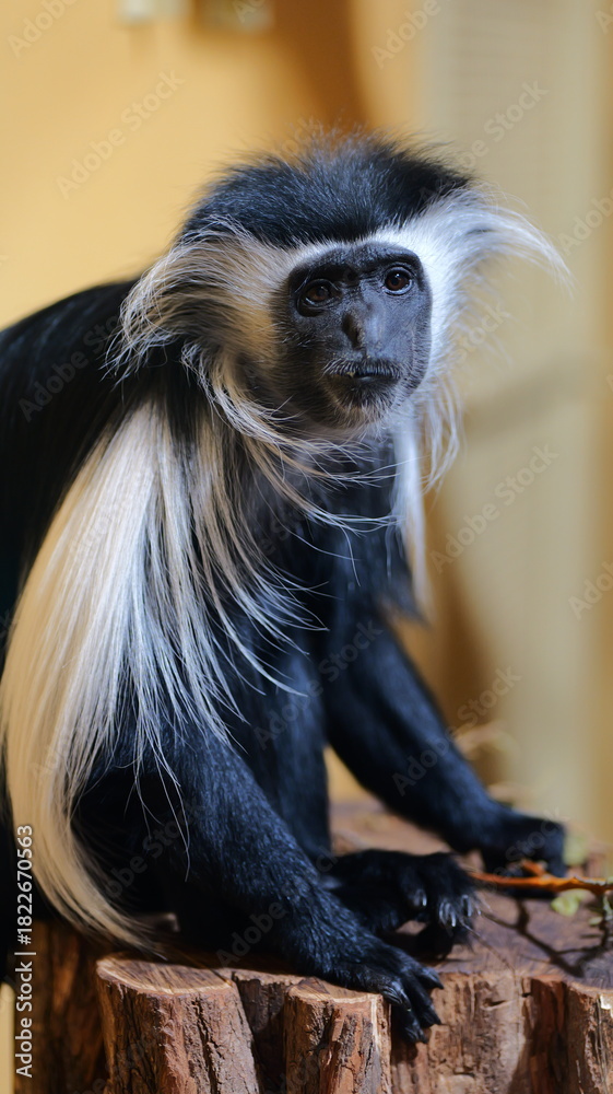 Fototapeta premium Close up of a black and white colobus monkey face. Detailed fur and expressive eyes. Ideal for wildlife documentaries or educational materials