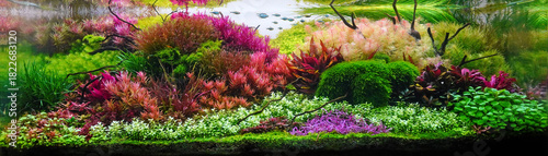 Colorful aquatic plants in aquarium tank with Dutch style aquascaping layout