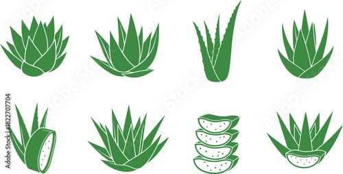 Aloe vera plant and leaf icons Vector