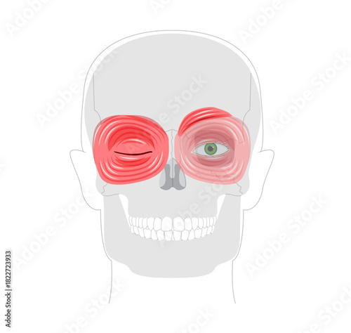 Face orbital region muscle chart, corrugator supercilii, orbicularis oculi palpebral orbital sections, anatomical, medical reference, eye muscles, educational schematic illustration
