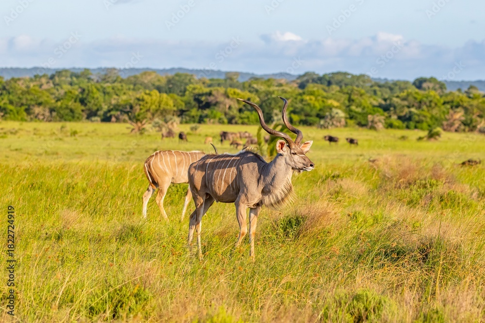 Fototapeta premium The greater kudu (Tragelaphus strepsiceros) is a large antelope species in the Bovidae family, native to East and Southern Africa. It is common in the Isimangaliso Wetland Park.
