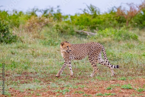 The cheetah (Acinonyx jubatus) is an important part of African wildlife. A cheetah roams the Southern African savannas.